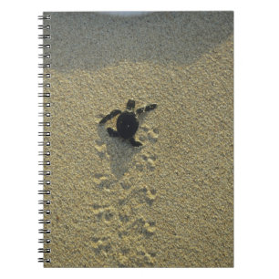 Green Turtle, (Chelonia mydas), hatchling Notebook