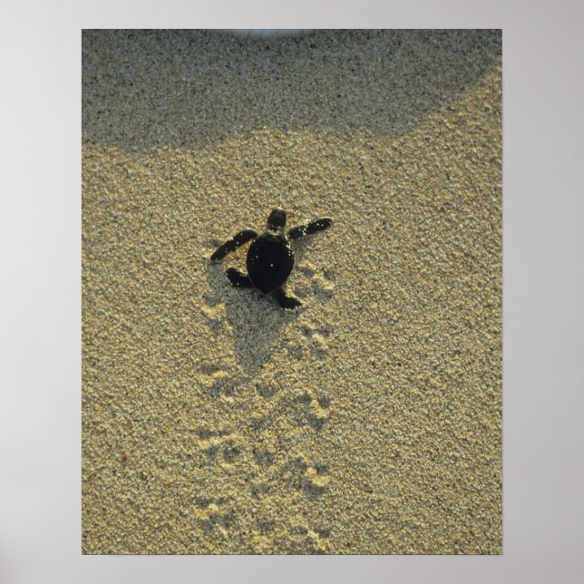 Green Turtle, (Chelonia mydas), hatchling Poster (Front)