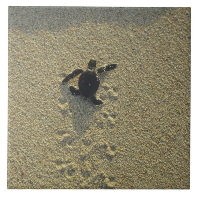 Green Turtle, (Chelonia mydas), hatchling Tile (Front)