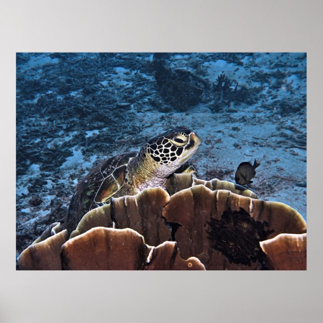 Green Turtle on Coral Poster (Front)