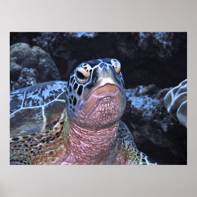 Green Turtle Portrait II Poster (Front)