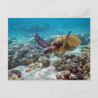 Green Turtle Postcard