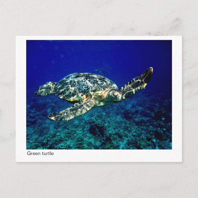 green turtle postcard - 01 (Front)