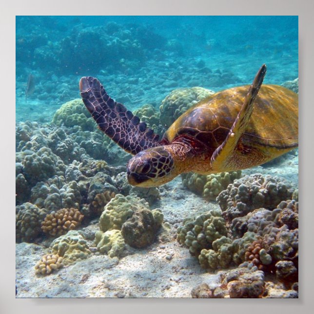 Green Turtle Poster (Front)
