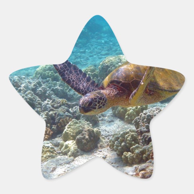 Green Turtle Star Sticker (Front)