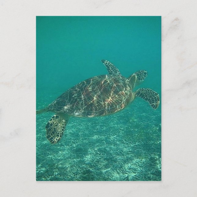 green turtle waters postcard (Front)