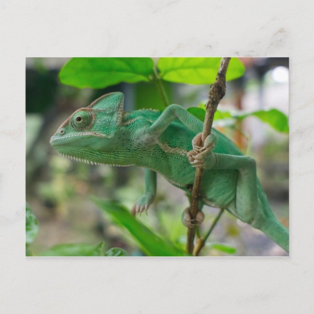 green veiled chameleon postcard (Front)
