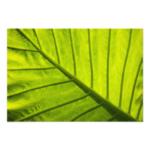 Green veined leaves of tropical foliage in 2 photo print