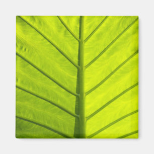 Green veined leaves of tropical foliage in magnet
