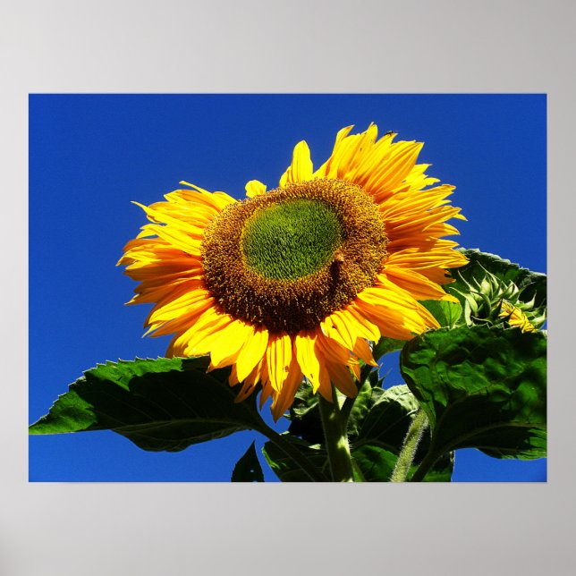 Green Velvet Sunflower Poster (Front)