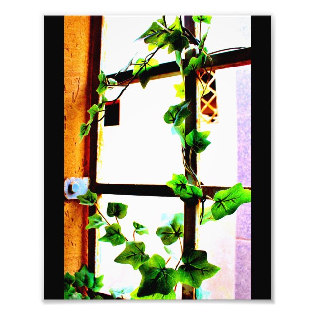 Green Vine  Photo Print (Front)