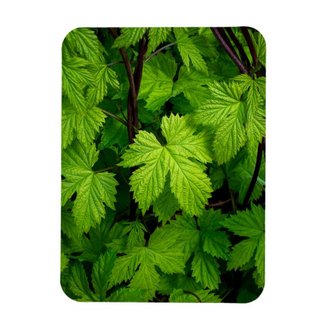 Green vines  magnet (Vertical)
