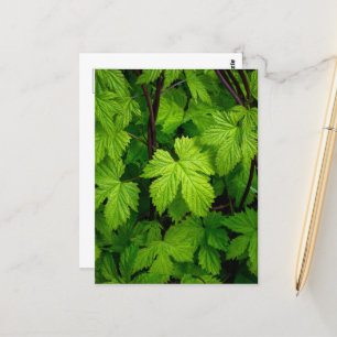 Green vines postcard