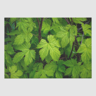 Green vines tissue paper