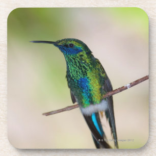 Green Violet-ear Hummingbird Coaster