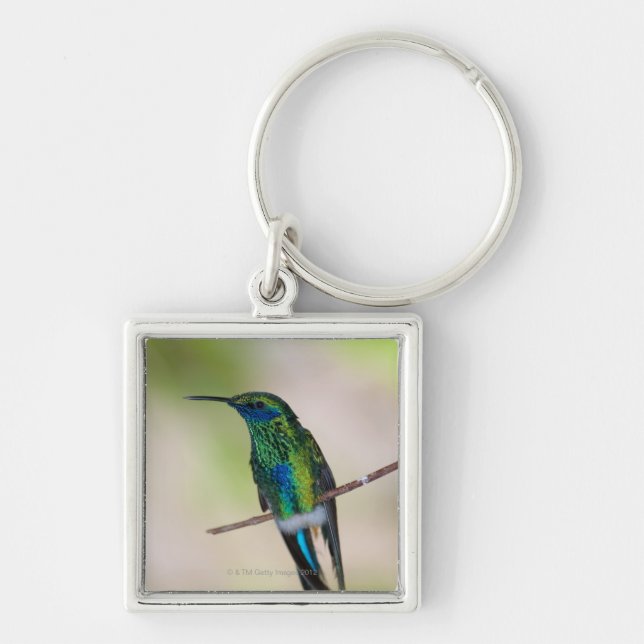 Green Violet-ear Hummingbird Key Ring (Front)