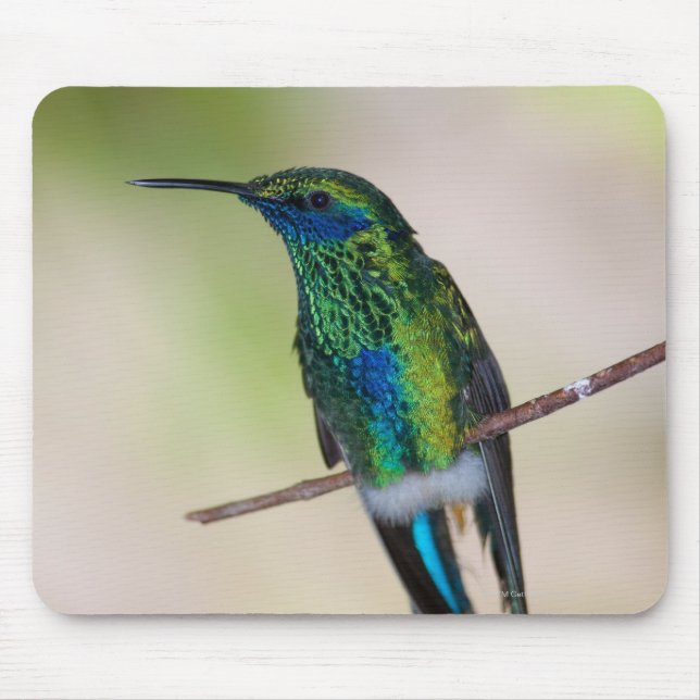 Green Violet-ear Hummingbird Mouse Pad (Front)