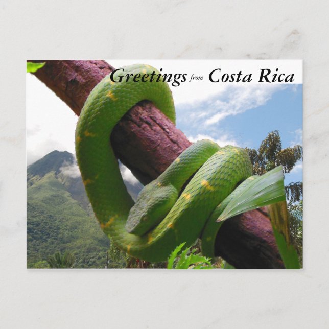 Green Viper in Costa Rica Postcard (Front)