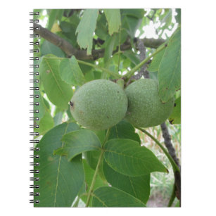 Green walnuts hanging on the tree . Tuscany, Italy Notebook