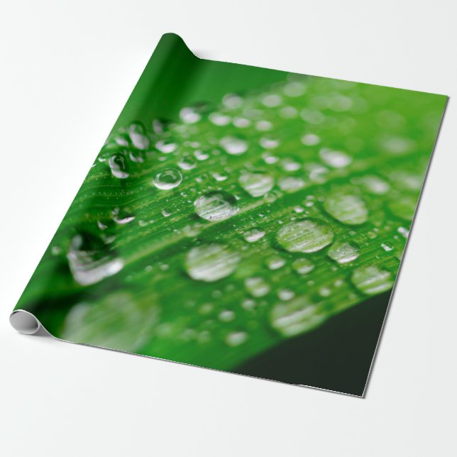 Green water leaf dew nature grass wrapping paper (Unrolled)