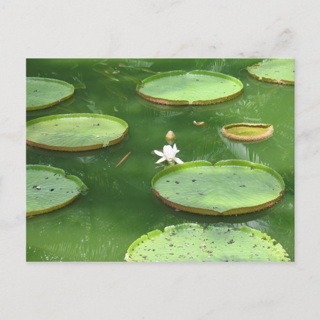 Green water lily postcard (Front)