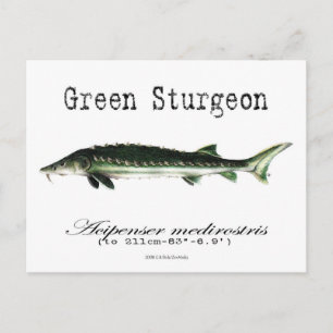 Green-White-Postcard Postcard