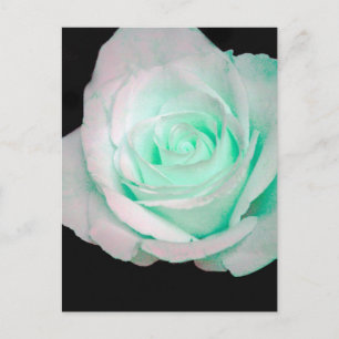 Green & White Rose... Postcard