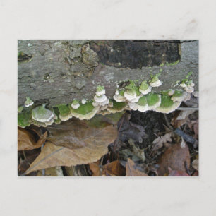Green & White Striped Shelf Fungi on Log Postcard