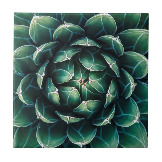 Green & White Succulent Ceramic Tile (Front)
