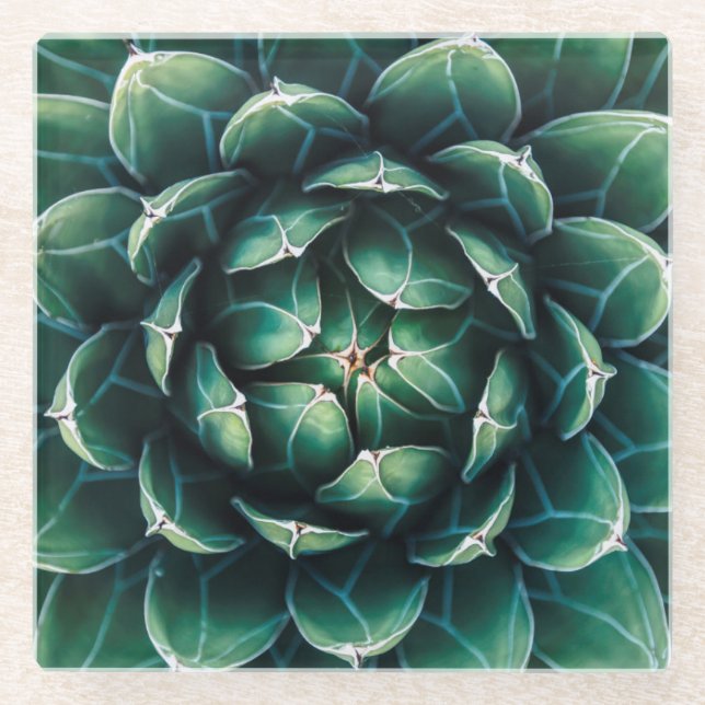 Green & White Succulent Glass Coaster (Front)