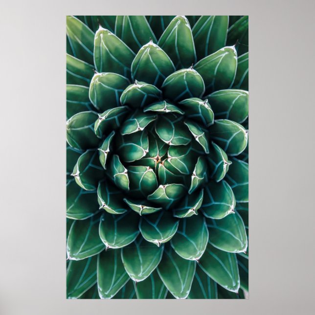 Green & White Succulent Poster (Front)