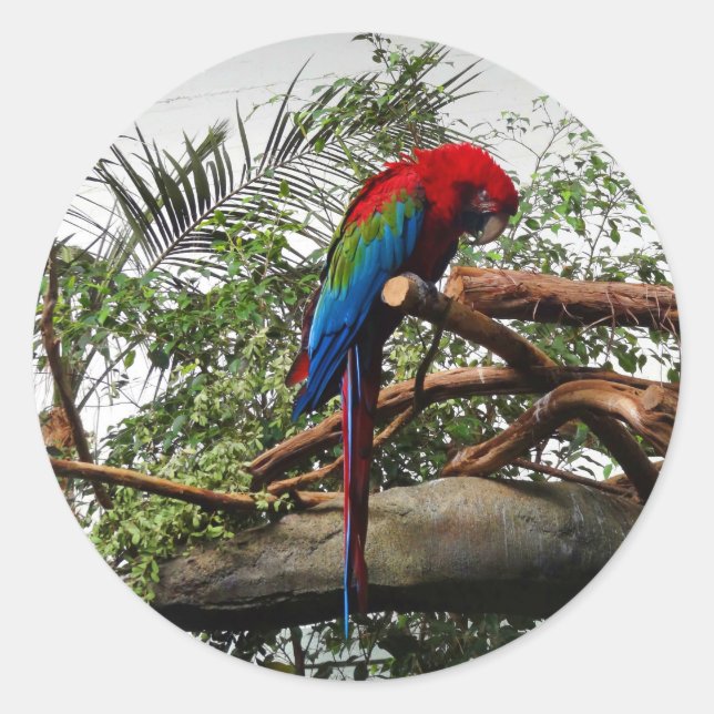 Green-winged Macaw #1 Stickers (Front)