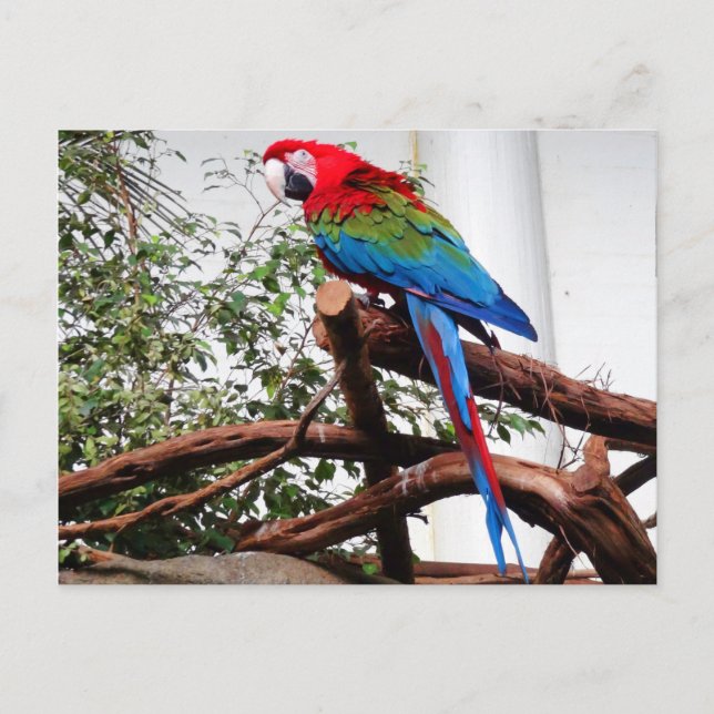 Green-winged Macaw #3 Postcard (Front)