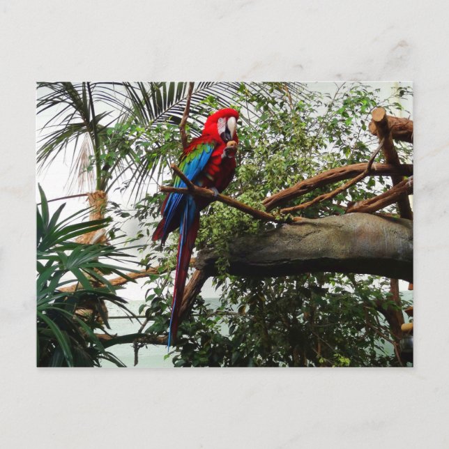 Green-winged Macaw #4 Postcard (Front)