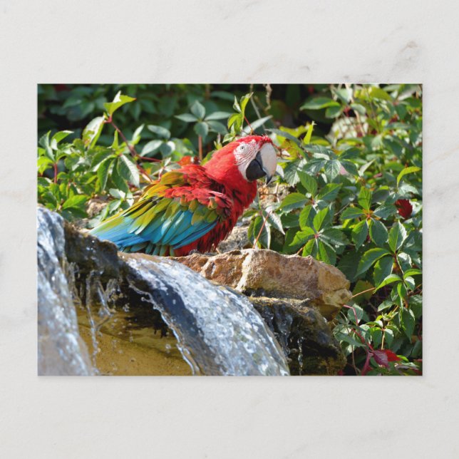 Green-winged macaw next to a waterfall postcard (Front)