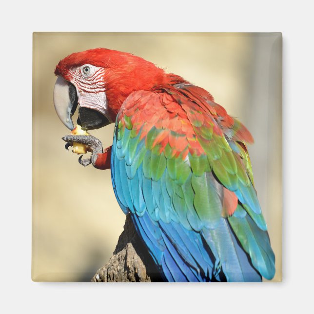 Green-winged Macaw on perch Magnet (Front)
