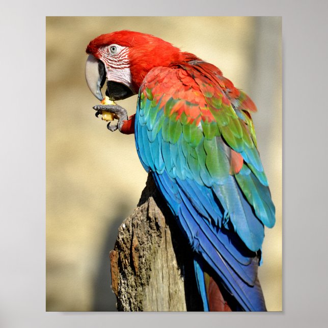 Green-winged Macaw on perch Poster (Front)