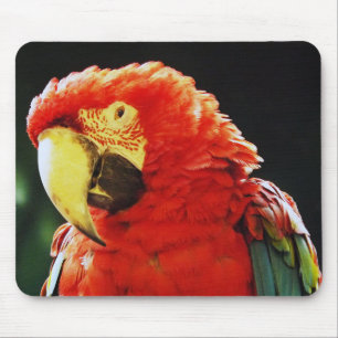 Green Winged Macaw Parrot Bird Close-Up Mouse Pad