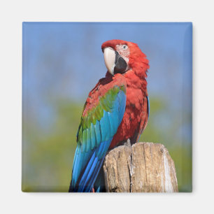 Green-winged macaw perched magnet