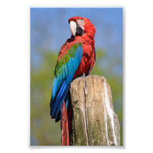 Green-winged macaw perched photo print