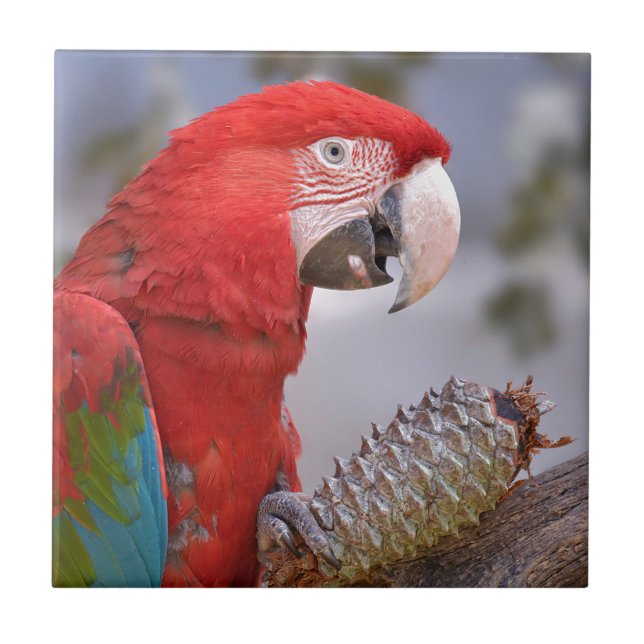Green-winged macaw with pine cone ceramic tile (Front)