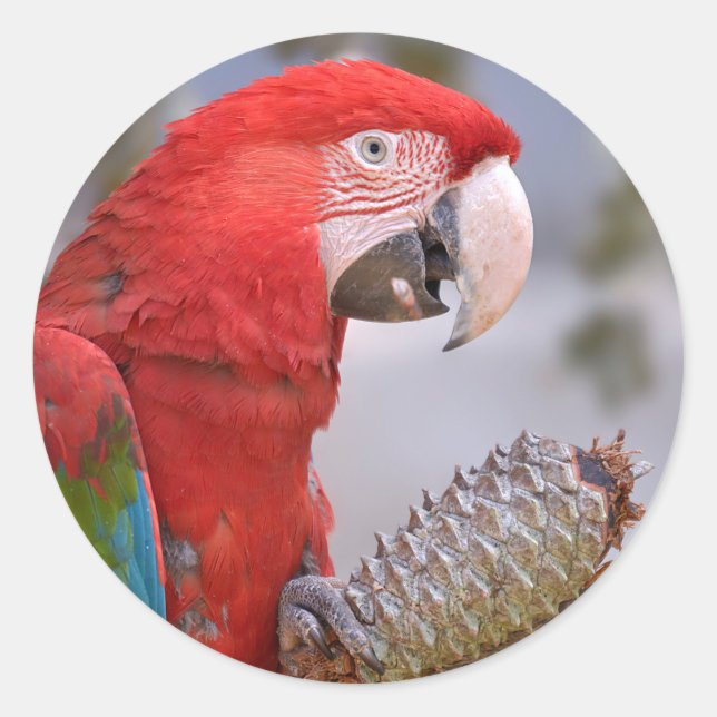 Green-winged macaw with pine cone classic round sticker (Front)