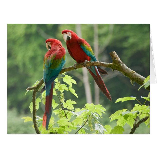 Green-winged Macaws (Front Horizontal)