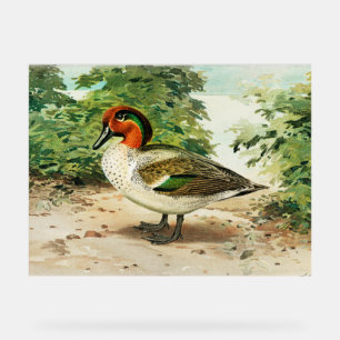Green-winged teal acrylic sign