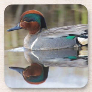Green-winged Teal Coaster