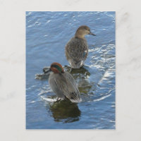 Green-winged Teal Ducks, Unalaska Island