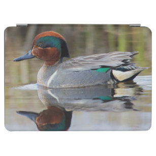Green-winged Teal iPad Air Cover