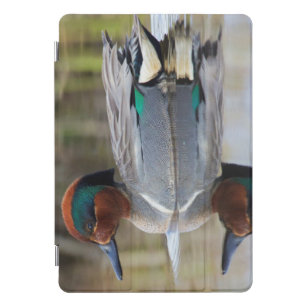 Green-winged Teal iPad Pro Cover