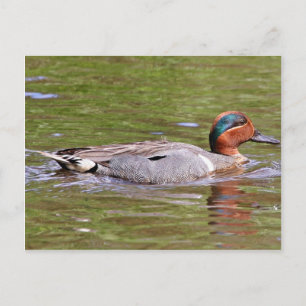 Green-winged Teal Male Postcard