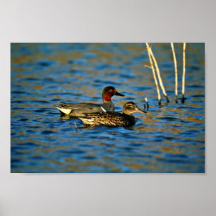 Green-winged teal -pair poster